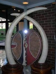 elephant tusk and well decorated ivory for sale