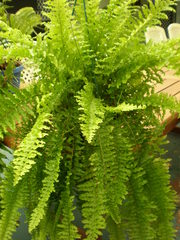 Boston Fern Hanging Baskets advanced big very healthy
