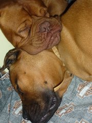 French Mastiff x Ridgeback puppies for sale