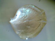 Art handycrafts of Indah creation(Bali)Sea shell fish ashtray