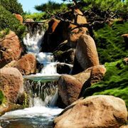 Korean No Mow Grass $7 Australia-Wide