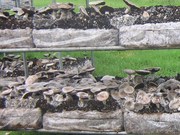 Grow BIGGER Veggies!  