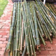 Bamboo Poles Freshly cut 100mm Dia. and 3.0 Mts long