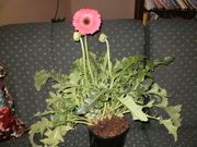 Plants Gerberas orchids & cyclamen