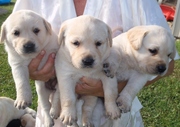 Labrador puppies for sale