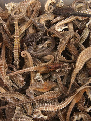 dried shark fins,  dried sea cucumber,  dried seahorse and dried fish ma