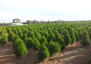 Live Christmas Trees Farm In Perth