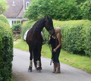 Friesian Horse for adoption
