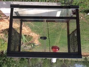 Reptile/ frog glass terrarium