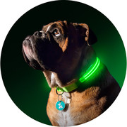 Lighted Dog Collars - Squeaker Dogs