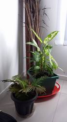 4 Burner Gas Grill,  Plants,  Home Decor