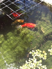 Huge Gold Fish,  Pump,  Filter,  Food & Pond Solution