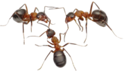 Hire the best company for pest control in Wollongong