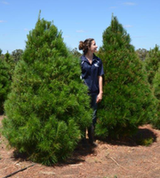 Buy Real Christmas Trees (Free net wrapping)