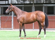 Reward For Effort x Dosh Dash - Thoroughbreds for sale Australia