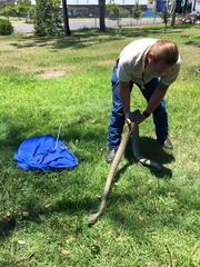 N&S Snake Catcher Ipswich,  Brisbane and Logan