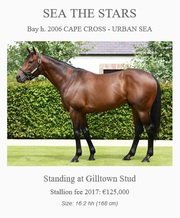 Opportunity To Own A Serious Cups Contender - ​buy shares in racehorse