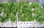 Hydroponics and Aquaponics