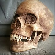 Human Skulls and bones for sale