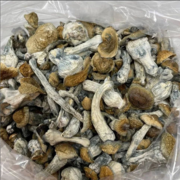 Organic Magical Mushrooms