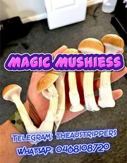 Magic Mushroomms