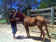 Pony Chestnut mare for sale 5yr old