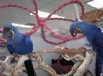 Cute Baby Hyacinth Macaws Ready for a caring home