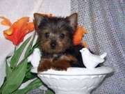 MALE AND FEMALE TEA CUP YORKIES 